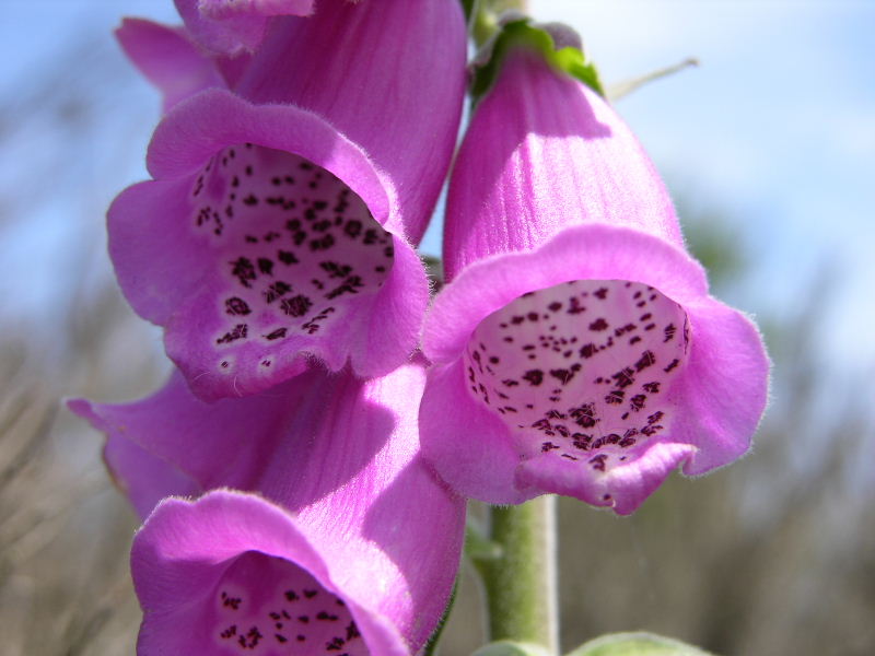 Digitalis purpurea / Digitale rossa